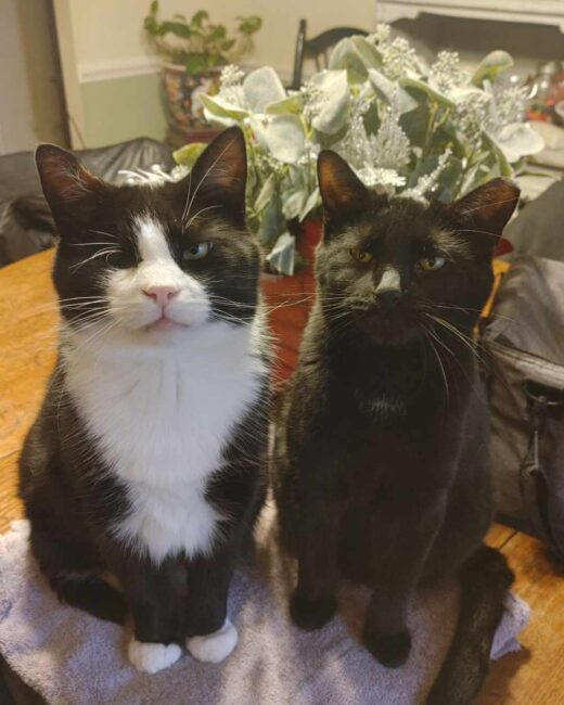 Orion (left) age 5, the sweetest boy and Cassie (right) short for Cassiopeia, age three, the sassiest girl!