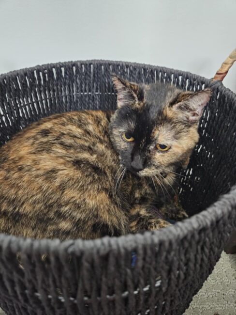 Nutmeg the Tortie, belonging to Erin Bourn