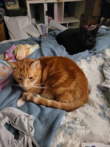 Oliver (front) and Binx (back) bonded with each other.