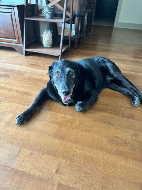 Hank, the 13.5yr old black-lab Grandpup.