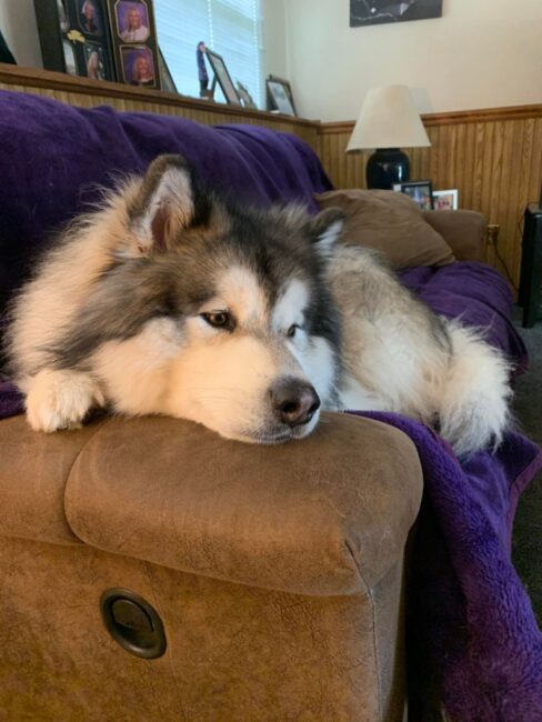 Ozzie, the 3.5yr old Malamute Grandpup.