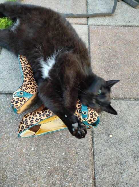 Percy with some 'kitten' heels; both on loan from Mandy Gunther's personal collection of Cats and Shoes.