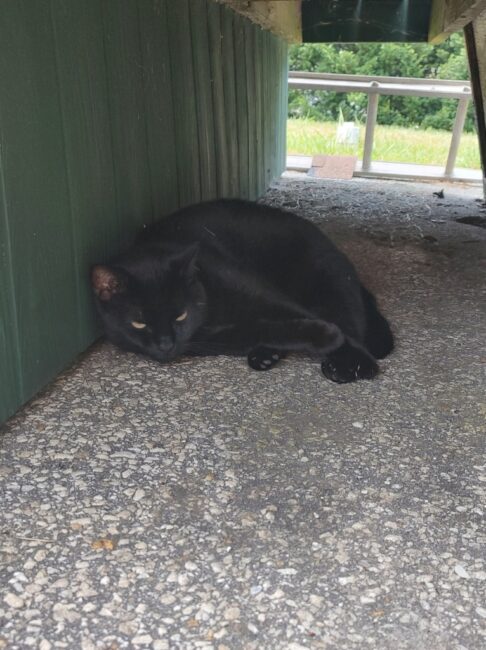 Lucy the house panther, on loan from Mandy Gunther's half dozen.