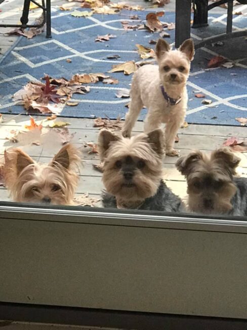 Pups at the door. Probably because Michonne threw them out.